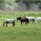 Horses Pastured Near North Lake Lane (suz)