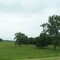 Trees past 245th