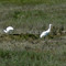 Whopping Cranes from boat-Aransas NWR