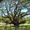 The Big Tree - near Goose Island State Park