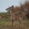 Deers at Aransas National Wildlife Refuge