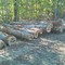 White Oak stave logs scaled for footage int.