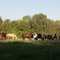 View of horses toward Eldred HIll rd