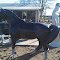 Metal Horse. R&C Monuments Giddings TX