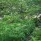 Stream in Camp Sinoquipe