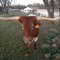 Texas longhorn.