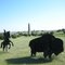 Recreating a buffalo hunt in silhouette - July 2010