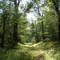 Tuscarora Trail in Tuscarora State Forest