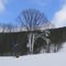 Snowy tree