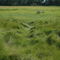 Spartina patens, Upper saltwater marsh