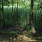 Brackish marsh/Woodland ecotone