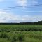 Perdue Farms Inc.