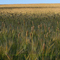 Barley Field