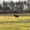 Kline Road Horse