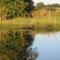Great Blue Heron in water hazard hole#8 Clio Golf Course