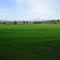 Grass...