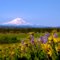 Mt Adams - Goldendale Wildflowers