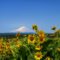 Mt Adams Wildflowers