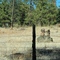 Rock sculpture in the wild.