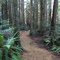 Alder Pass Trail in Newberry Park