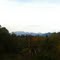 Constance through the trees. 11-2-11